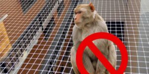 SandyRaj Monkey Safety Nets in Pune | Durable Nets | Free Quote
