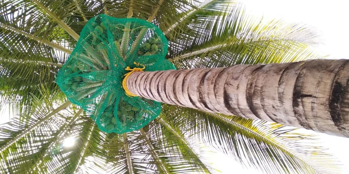 SandyRaj Coconut Tree Safety Nets in Pune | Call us for Price